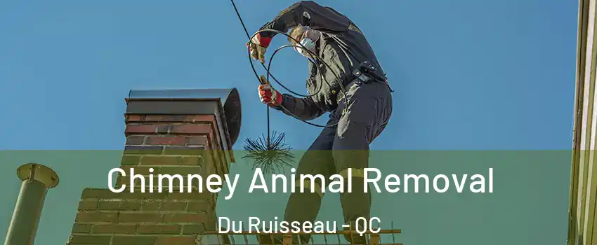  Chimney Animal Removal Du Ruisseau - QC