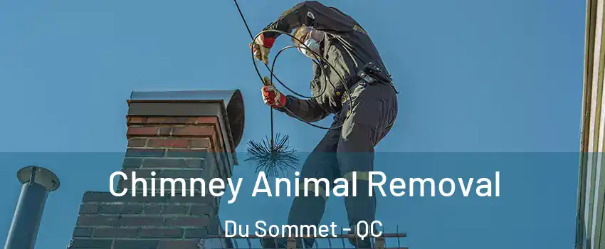  Chimney Animal Removal Du Sommet - QC