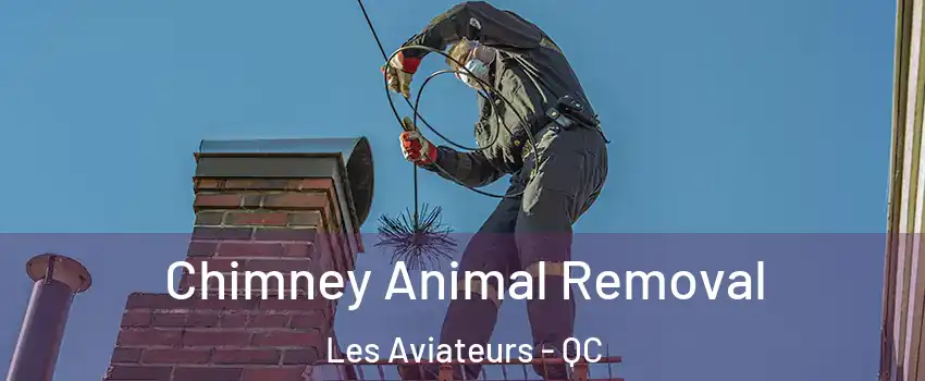  Chimney Animal Removal Les Aviateurs - QC