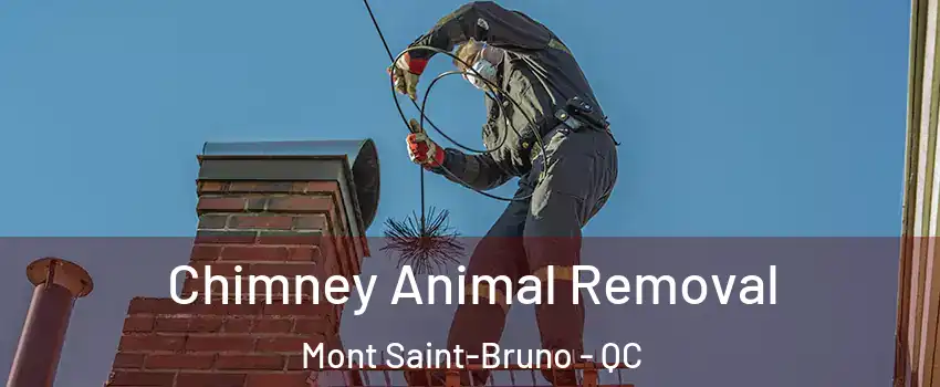  Chimney Animal Removal Mont Saint-Bruno - QC