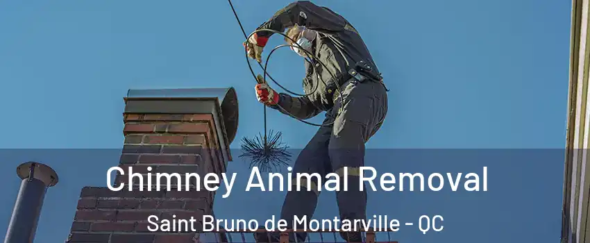  Chimney Animal Removal Saint Bruno de Montarville - QC